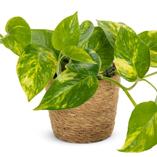 Pothos Epipremnum Pinnatum Assorted Totem - View 10 from www redcrocus com