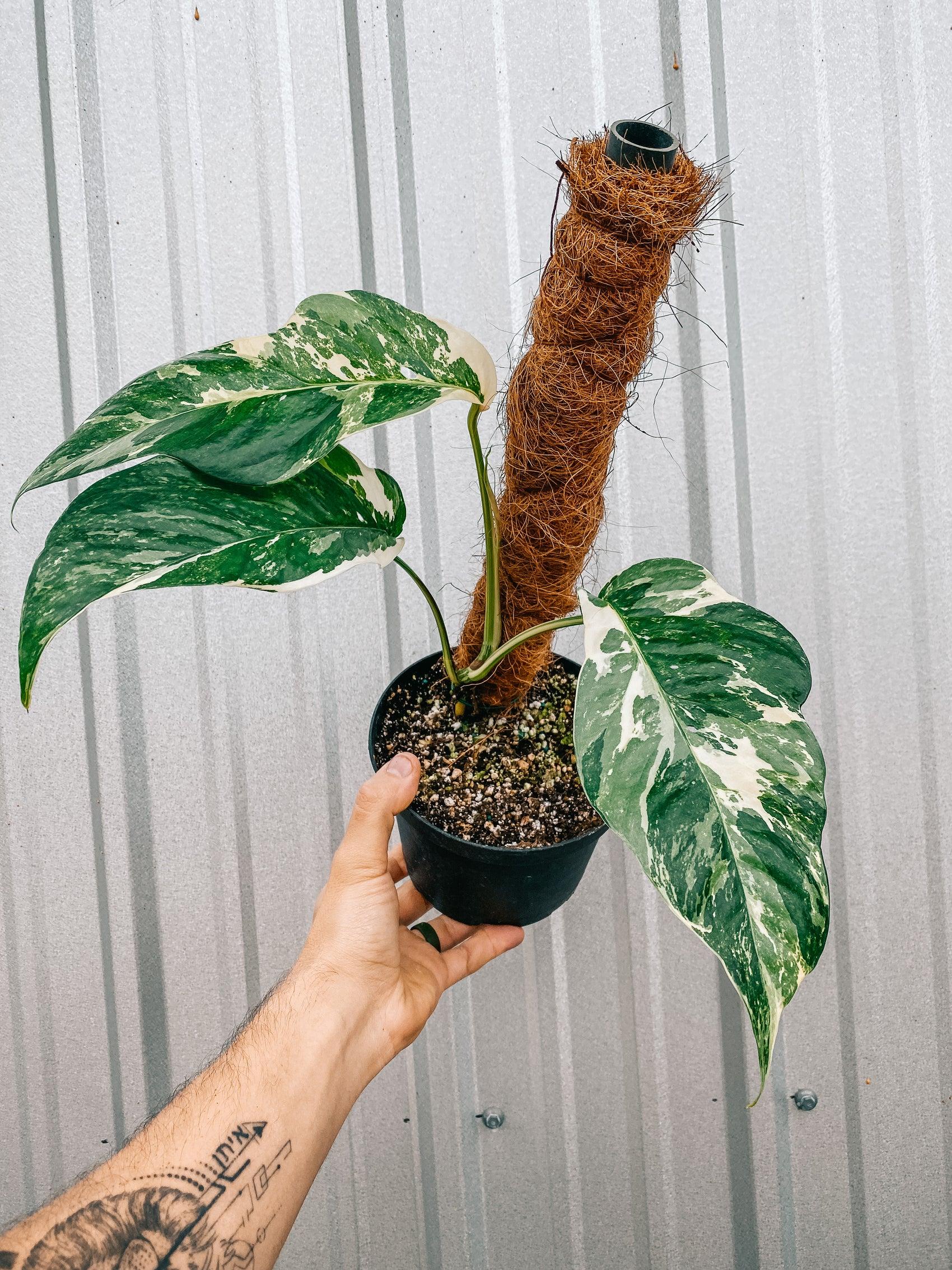 Pothos Epipremnum Pinnatum Assorted Totem - View 11 from www redcrocus com
