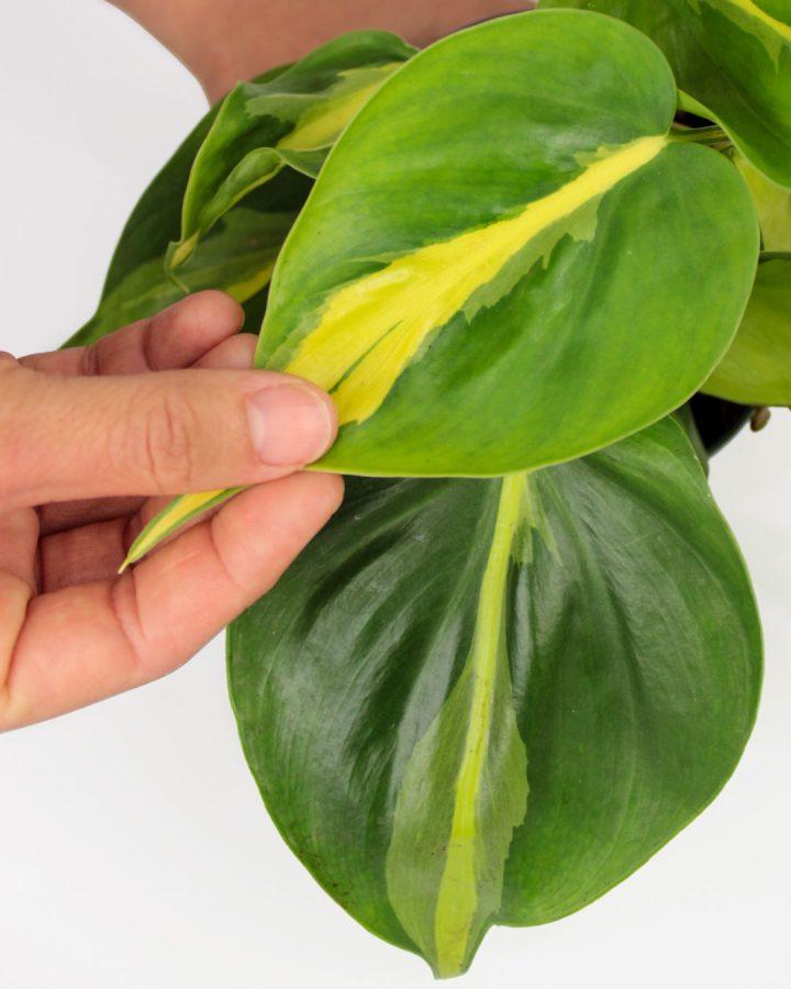 Pothos Epipremnum Pinnatum Assorted Totem - View 12 from www redcrocus com