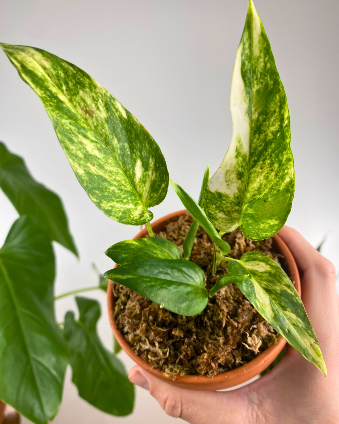Pothos Epipremnum Pinnatum Assorted Totem - View 14 from www redcrocus com
