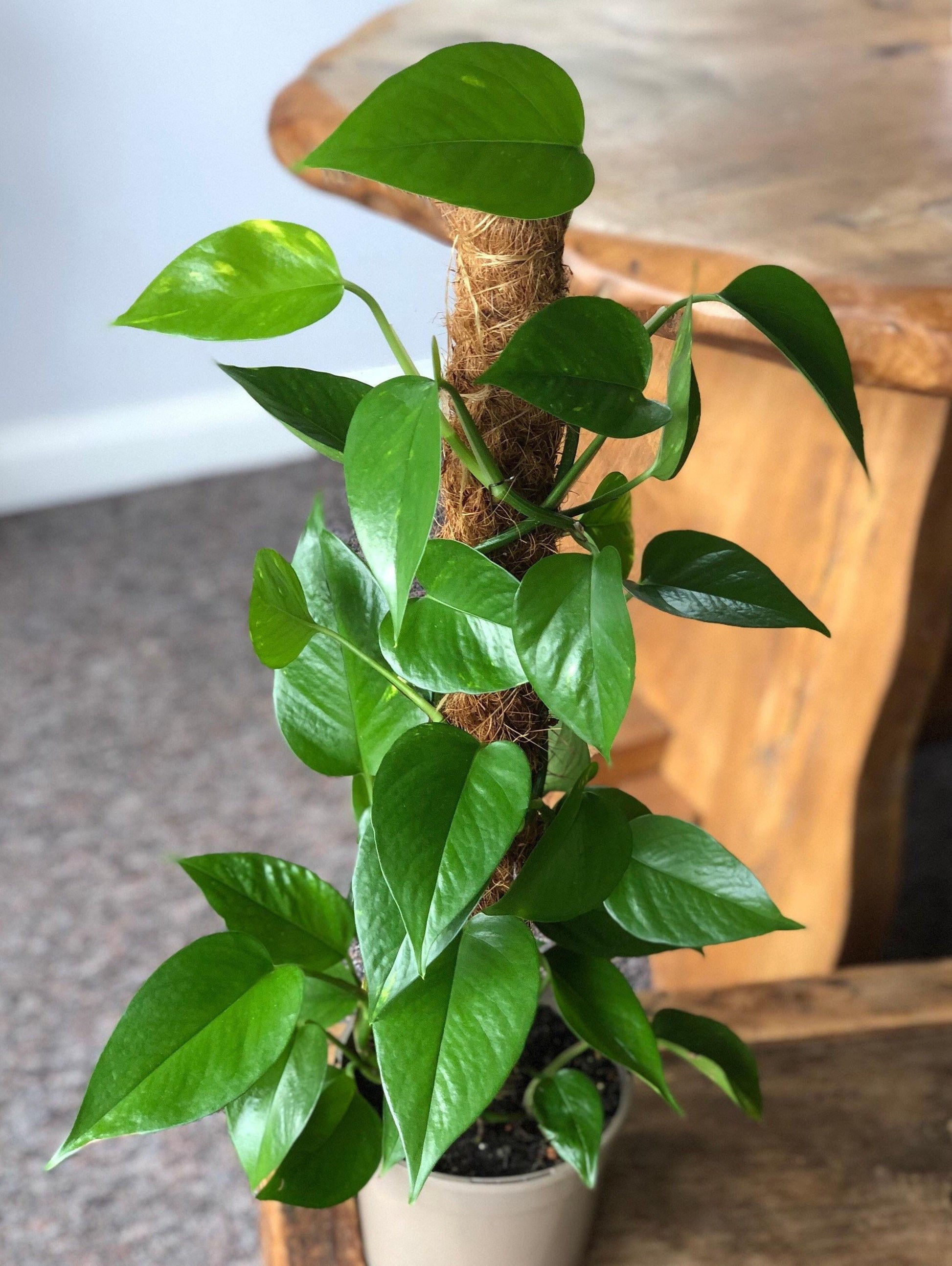 Pothos Epipremnum Pinnatum Assorted Totem - View 15 from www redcrocus com