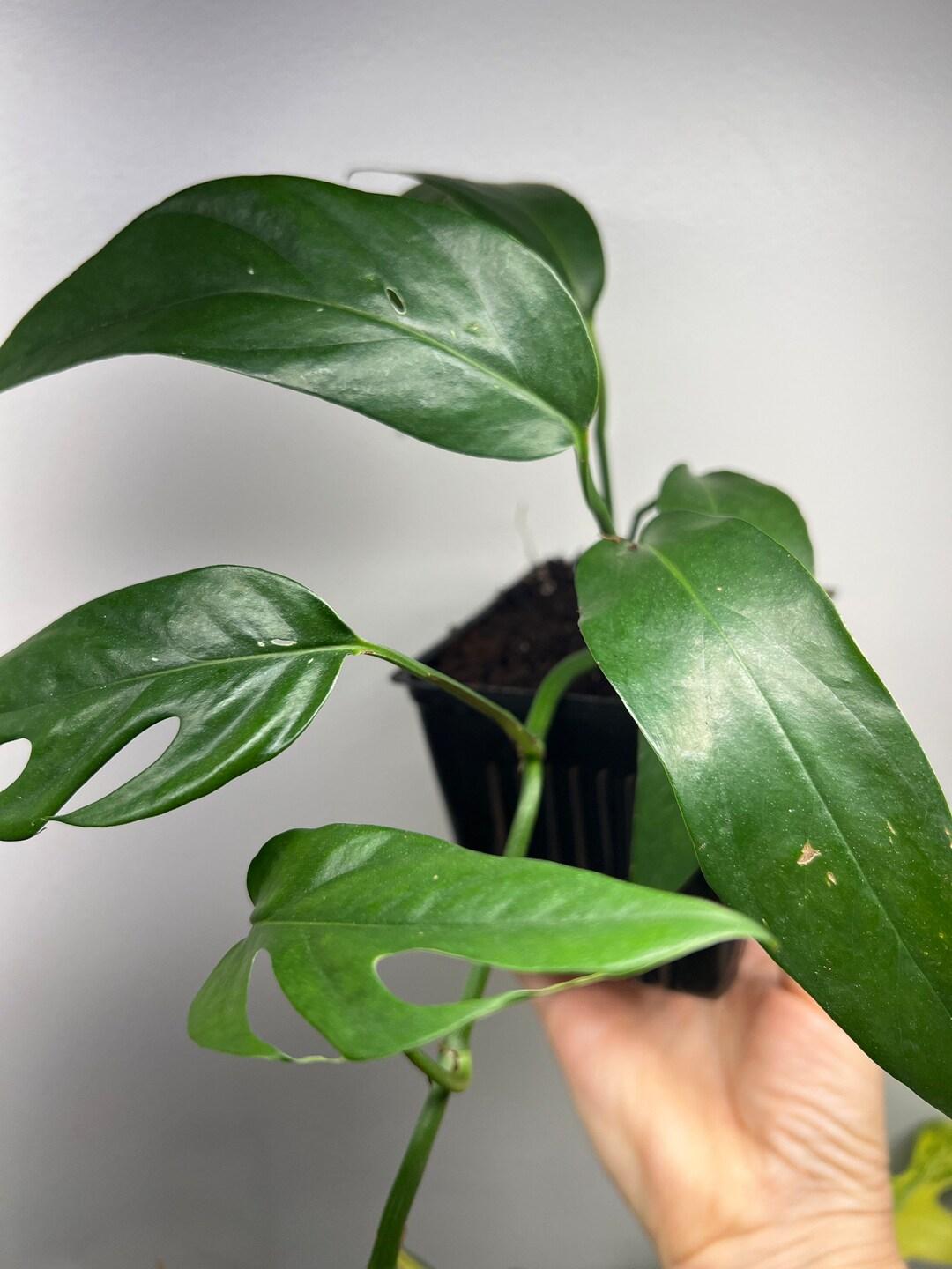 Pothos Epipremnum Pinnatum Assorted Totem - View 16 from www redcrocus com