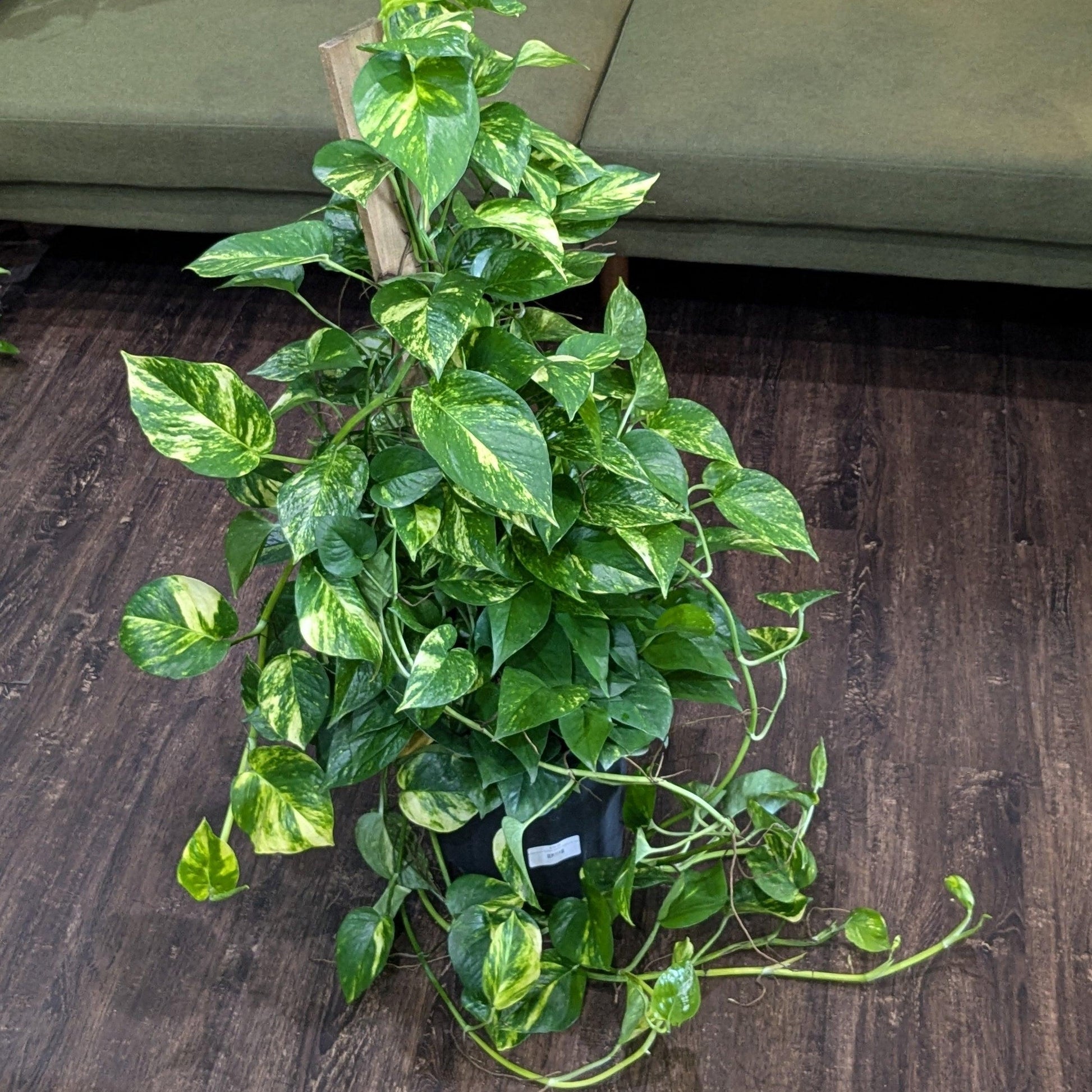 Pothos Epipremnum Pinnatum Assorted Totem - View 17 from www redcrocus com