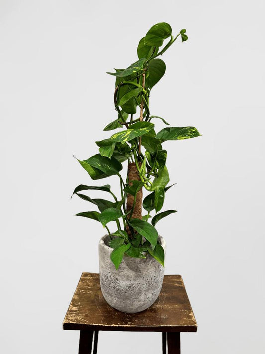 Pothos Epipremnum Pinnatum Assorted Totem - View 1 from www redcrocus com