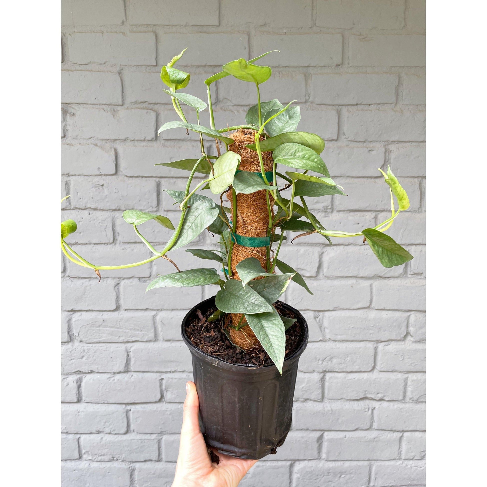 Pothos Epipremnum Pinnatum Assorted Totem - View 2 from www redcrocus com