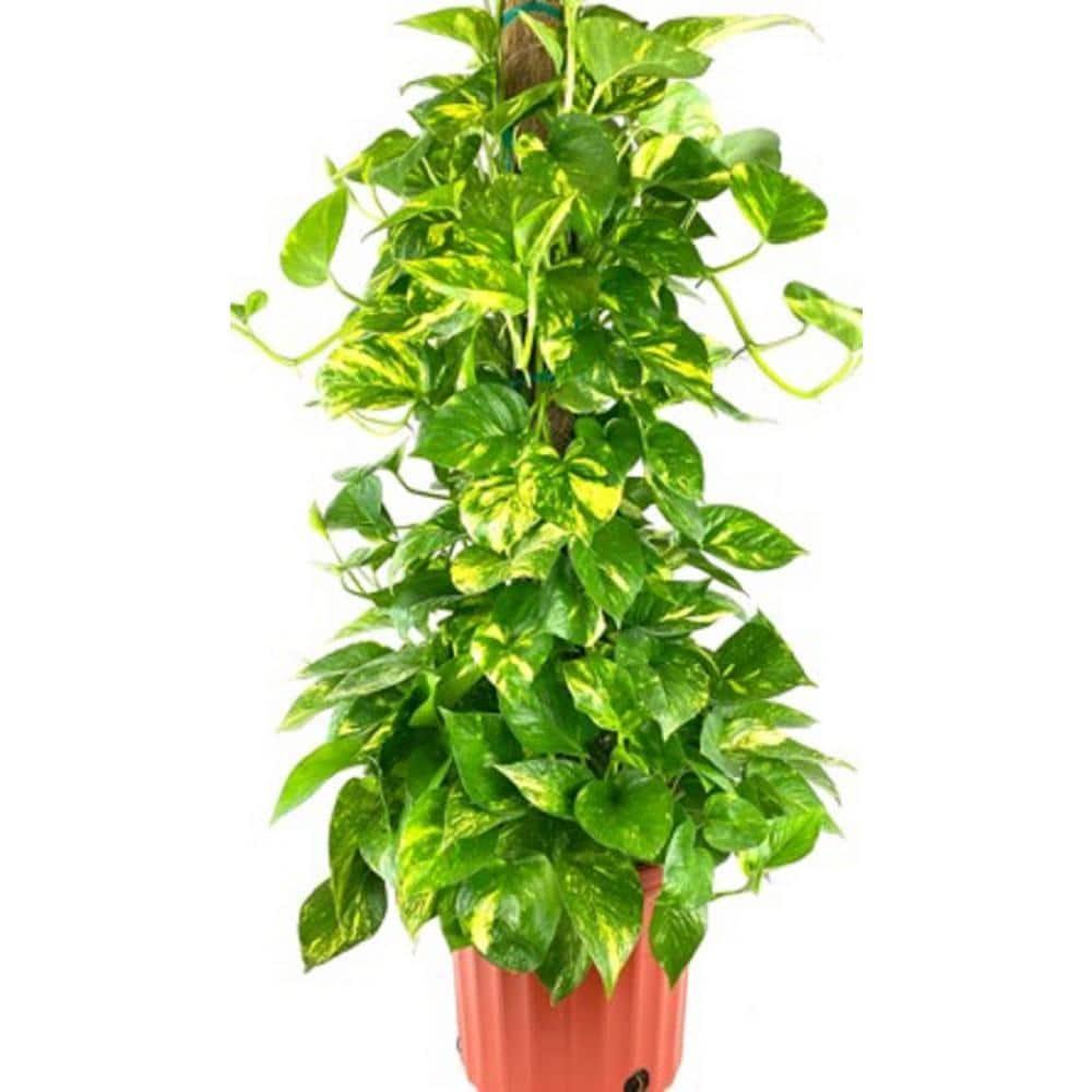 Pothos Epipremnum Pinnatum Assorted Totem - View 3 from www redcrocus com