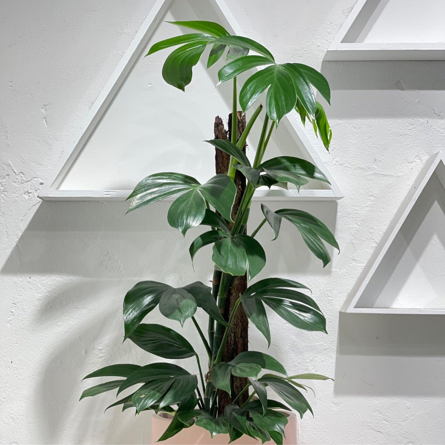 Pothos Epipremnum Pinnatum Assorted Totem - View 4 from www redcrocus com