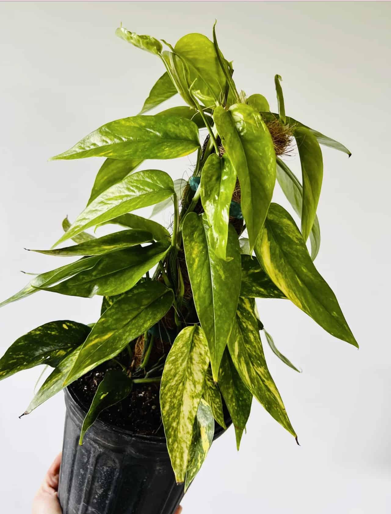 Pothos Epipremnum Pinnatum Assorted Totem - View 5 from www redcrocus com