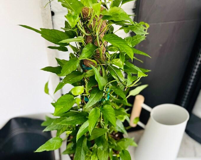 Pothos Epipremnum Pinnatum Assorted Totem - View 6 from www redcrocus com