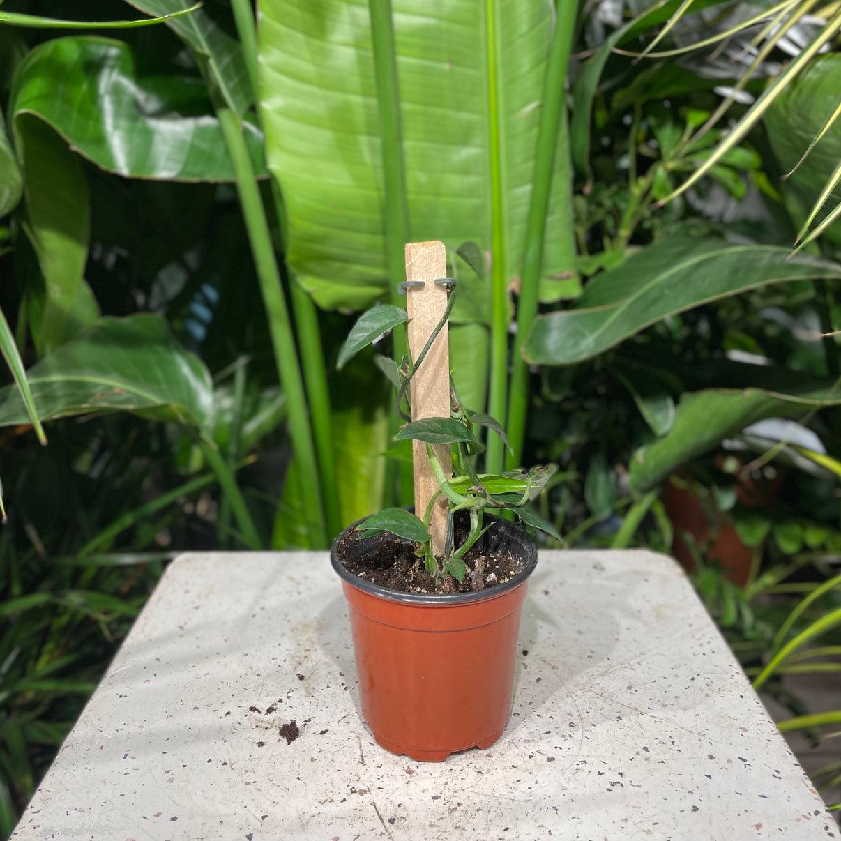 Pothos Epipremnum Pinnatum Assorted Totem - View 7 from www redcrocus com