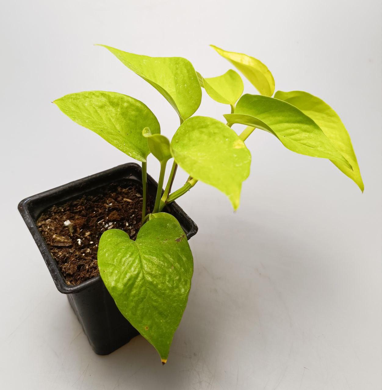 Pothos Epipremnum Pinnatum Assorted Totem - View 8 from www redcrocus com