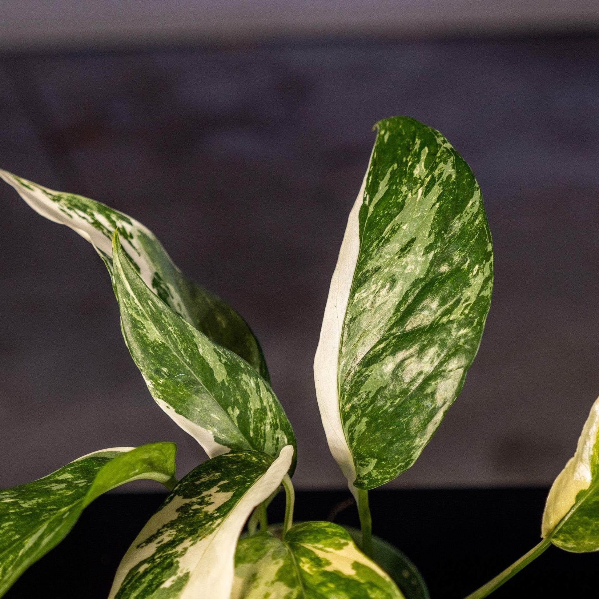 Pothos Epipremnum Pinnatum Assorted Totem - View 9 from www redcrocus com