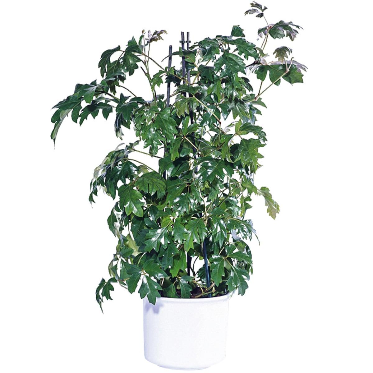 Cissus Rhombifolia - View 10 from www redcrocus com