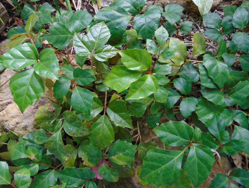 Cissus Rhombifolia - View 11 from www redcrocus com