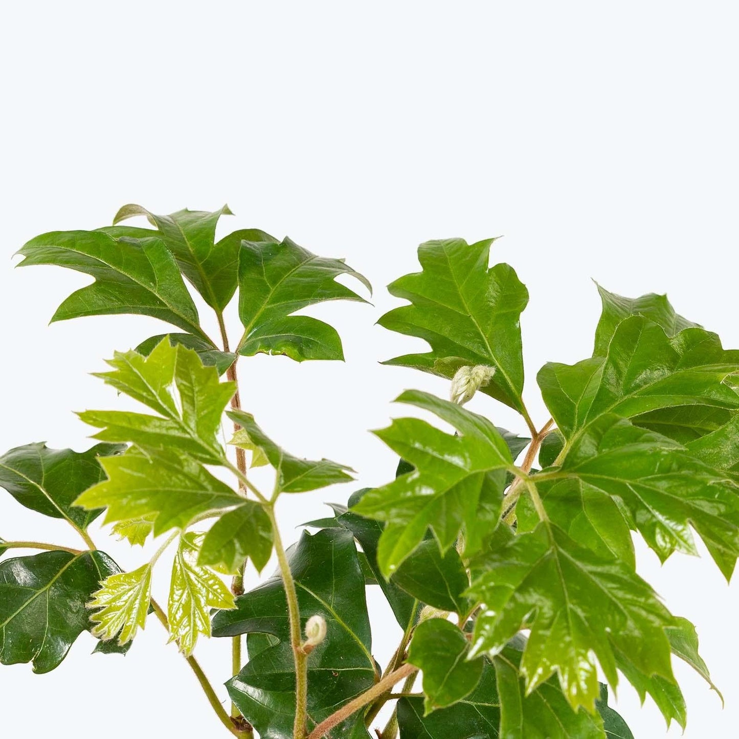 Cissus Rhombifolia - View 13 from www redcrocus com