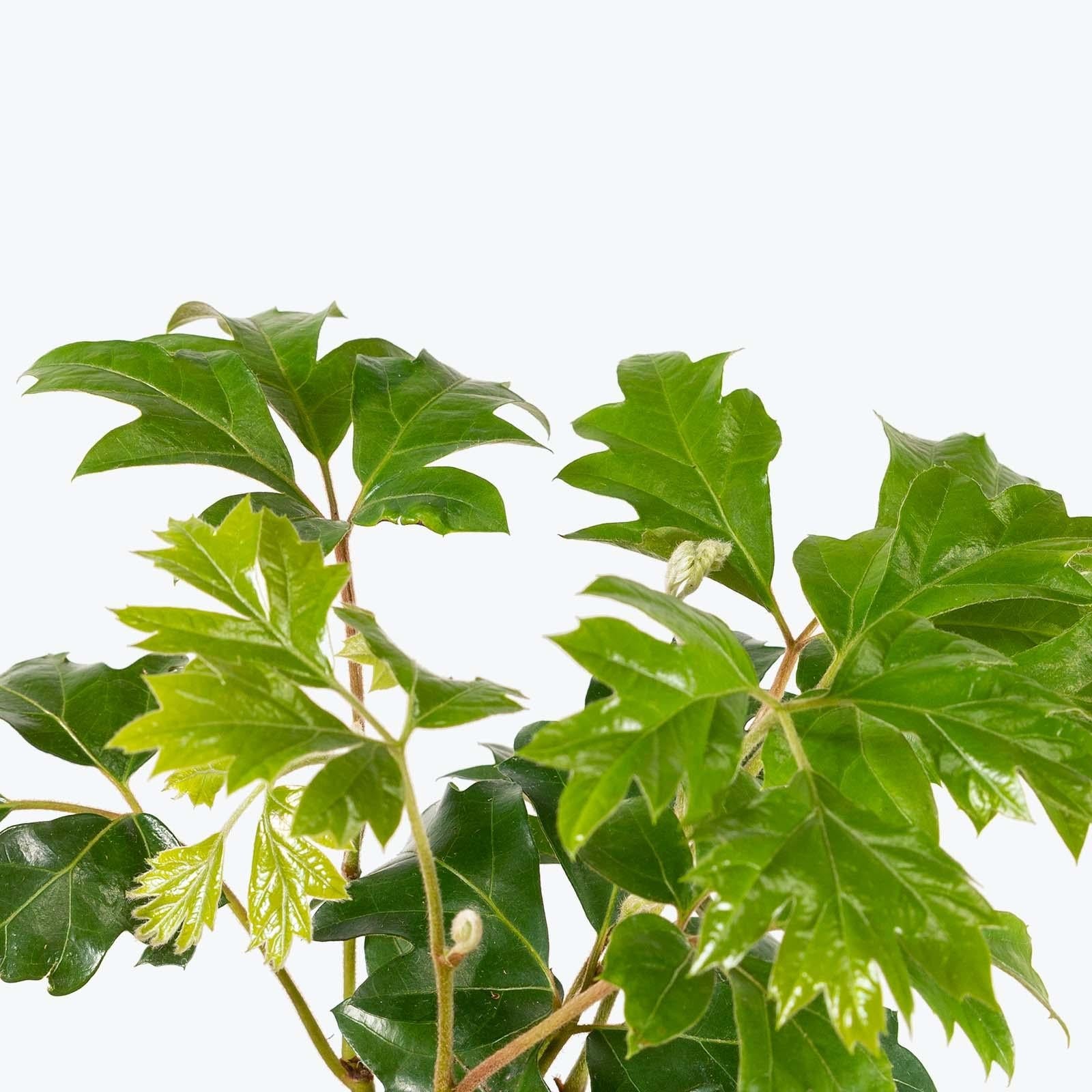 Cissus Rhombifolia - View 13 from www redcrocus com