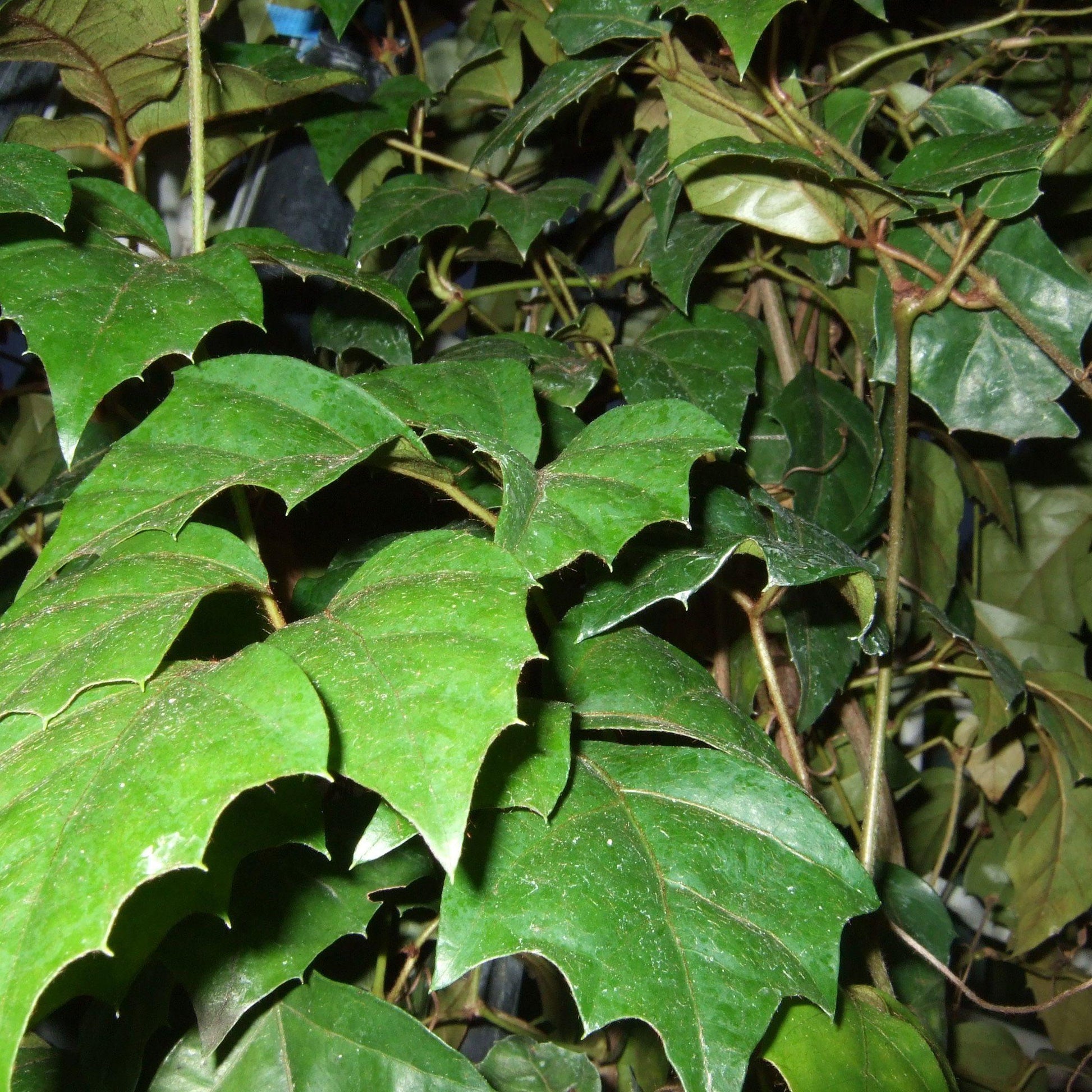 Cissus Rhombifolia - View 28 from www redcrocus com