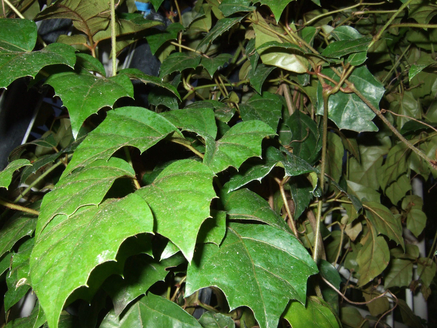 Cissus Rhombifolia - View 32 from www redcrocus com