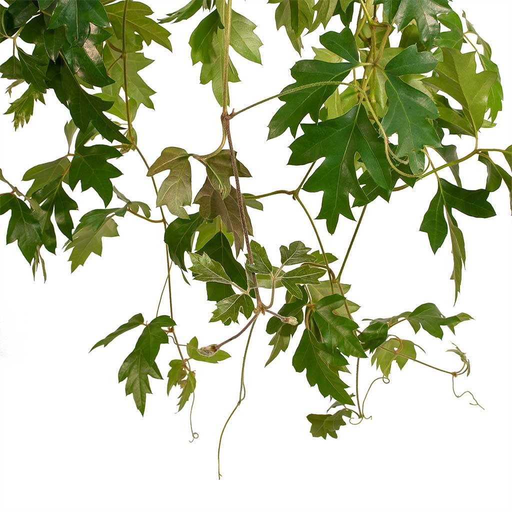 Cissus Rhombifolia - View 9 from www redcrocus com