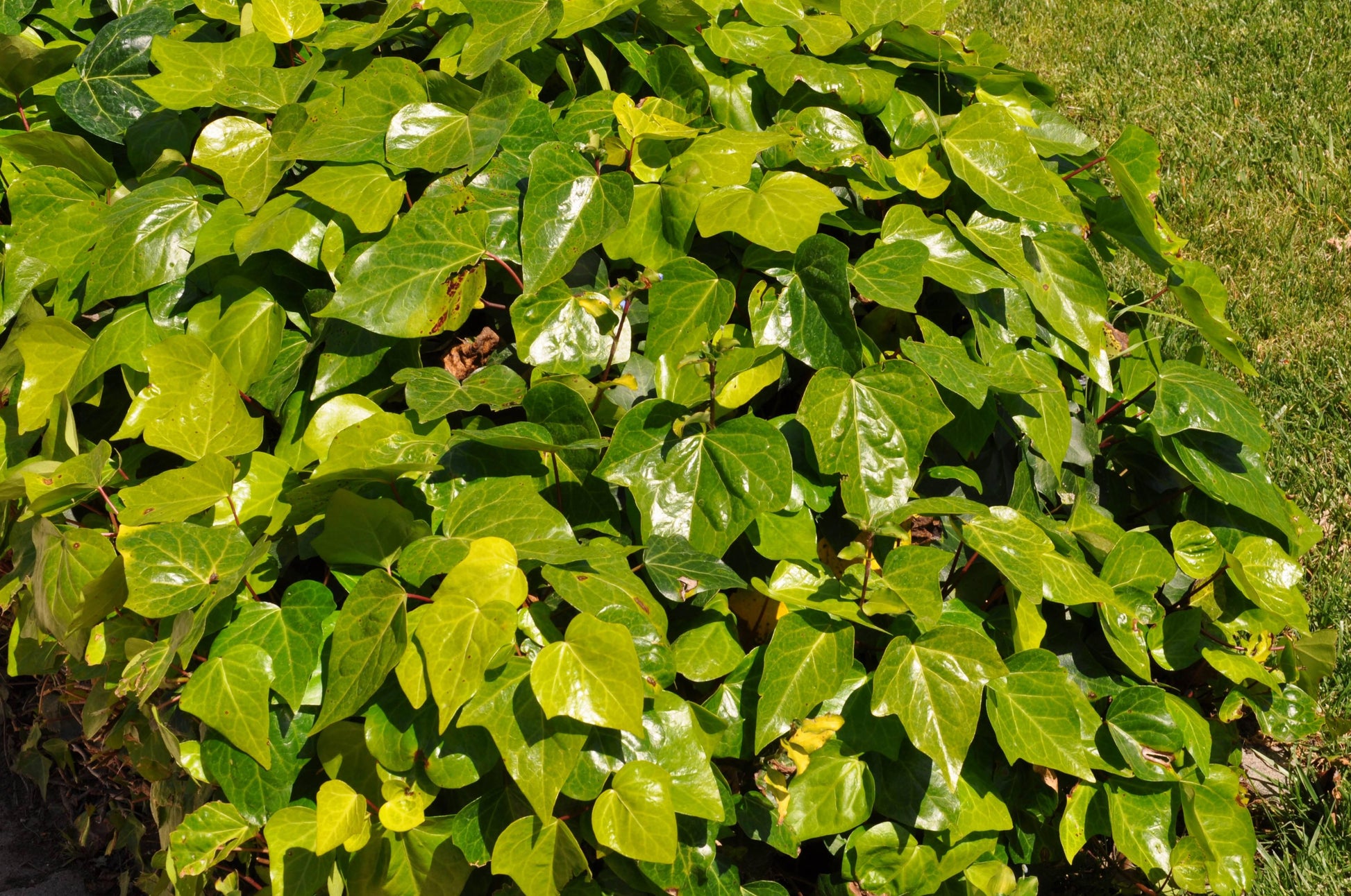 Hedera Algeriensis, Assorted - View 17 from www redcrocus com