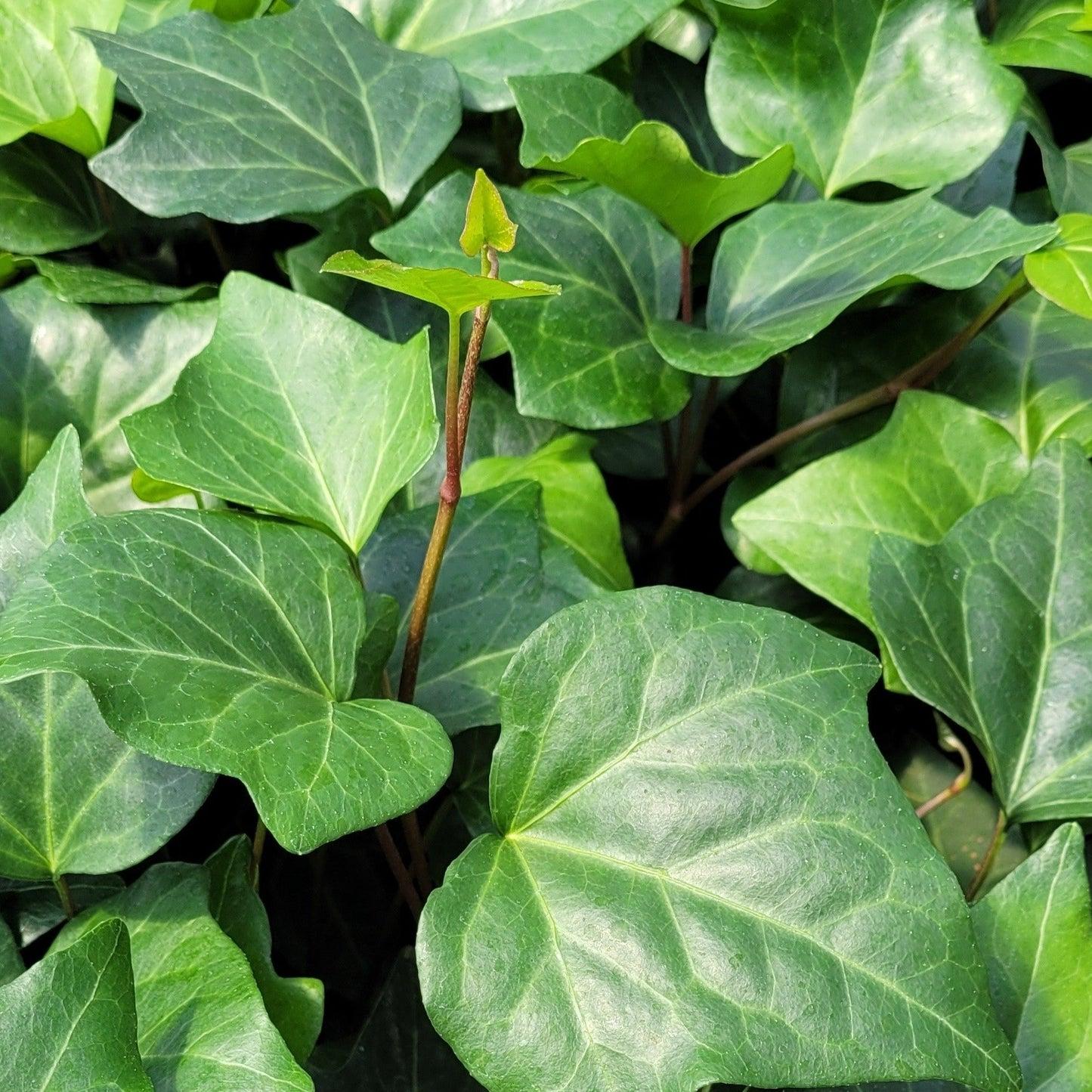 Hedera Algeriensis, Assorted - View 1 from www redcrocus com