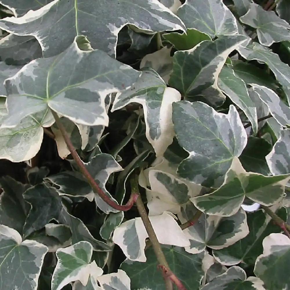 Hedera Algeriensis Assorted - View 11 from www redcrocus com