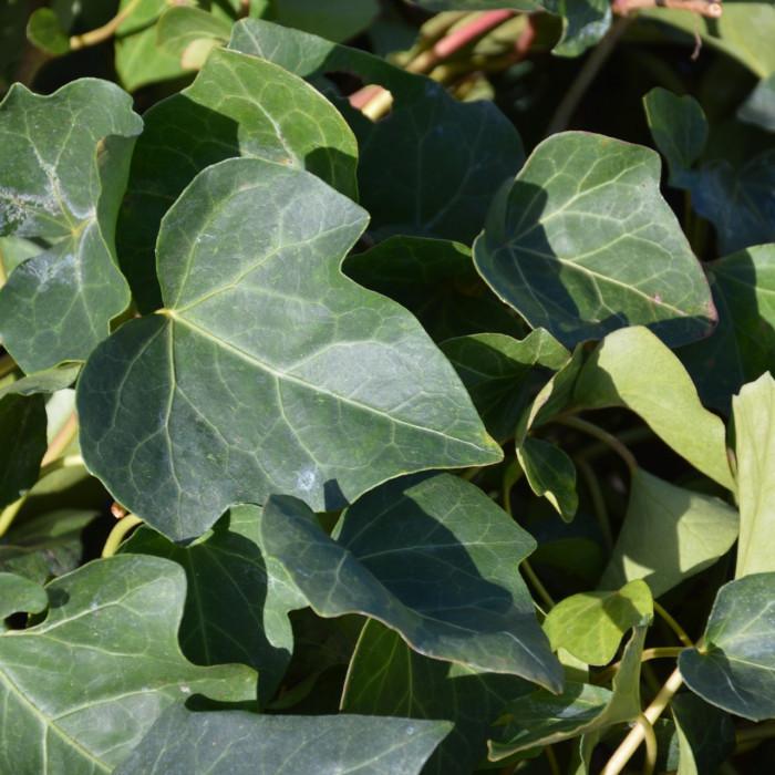 Hedera Algeriensis Assorted - View 12 from www redcrocus com