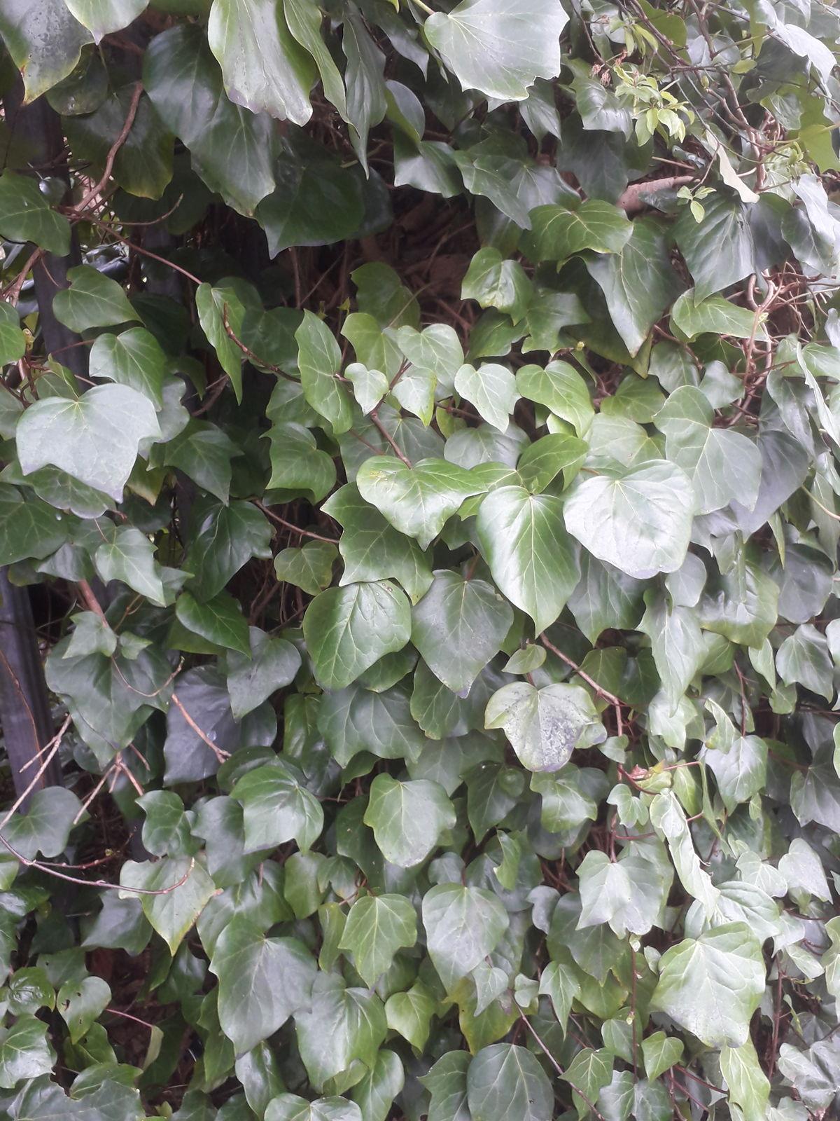Hedera Algeriensis Assorted - View 15 from www redcrocus com