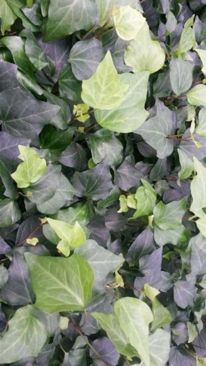 Hedera Algeriensis Assorted - View 7 from www redcrocus com