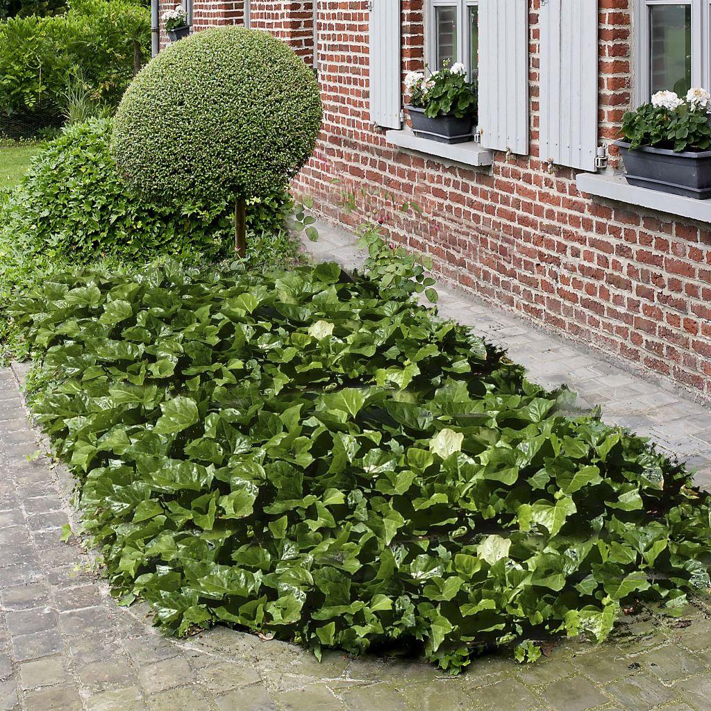 Hedera Algeriensis Assorted - View 9 from www redcrocus com