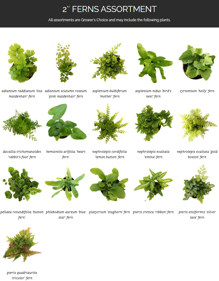 Fern, Asplenium, Assorted - View 12 from www redcrocus com