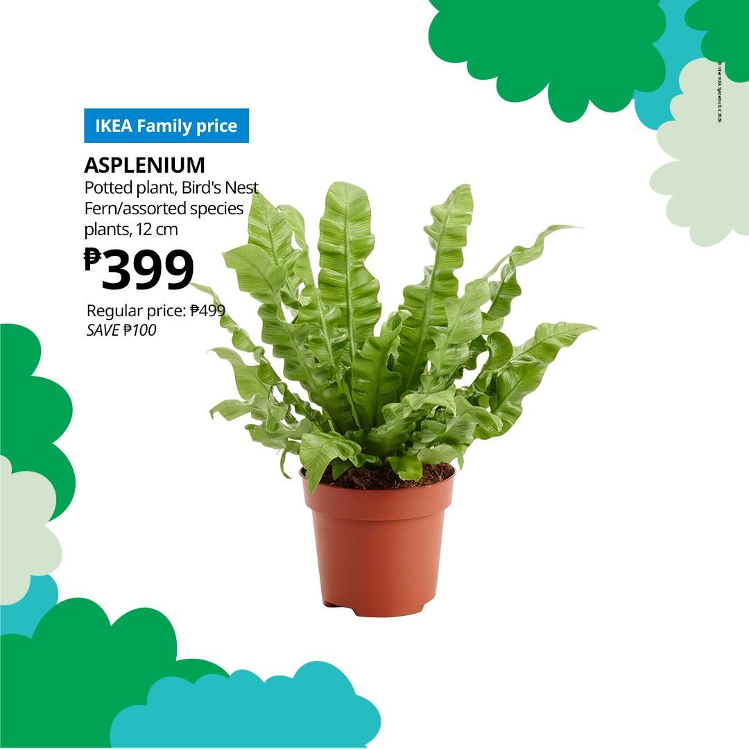 Fern, Asplenium, Assorted - View 14 from www redcrocus com