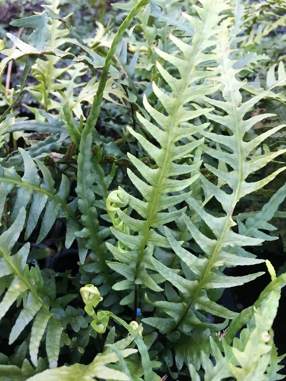 Fern, Asplenium, Assorted - View 15 from www redcrocus com