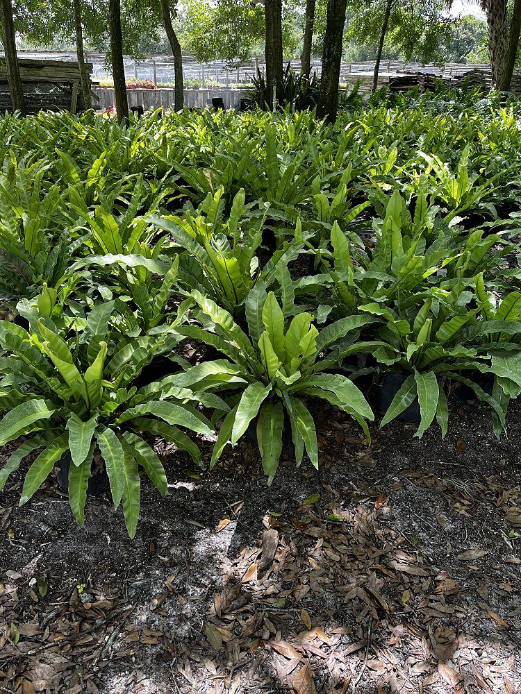 Fern, Asplenium, Assorted - View 16 from www redcrocus com