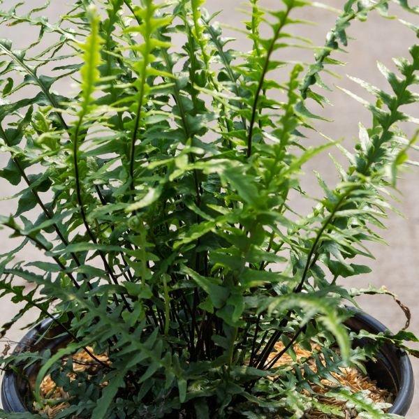 Fern, Asplenium, Assorted - View 17 from www redcrocus com