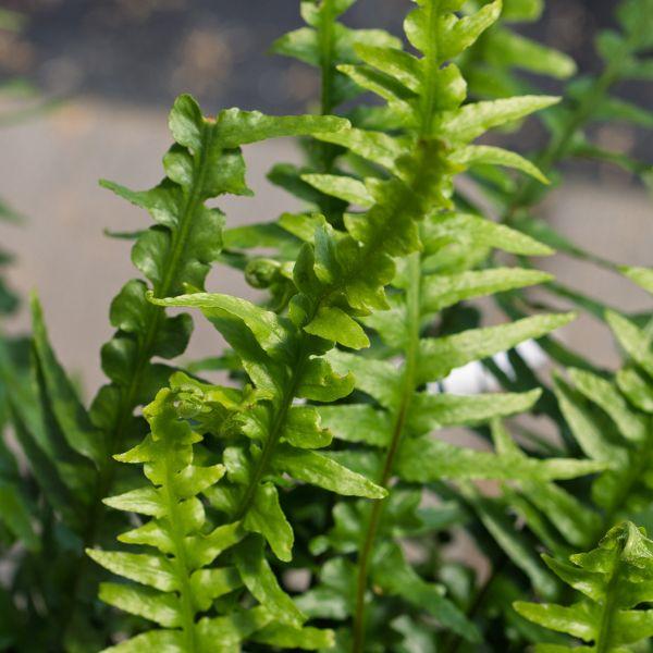 Fern, Asplenium, Assorted - View 18 from www redcrocus com