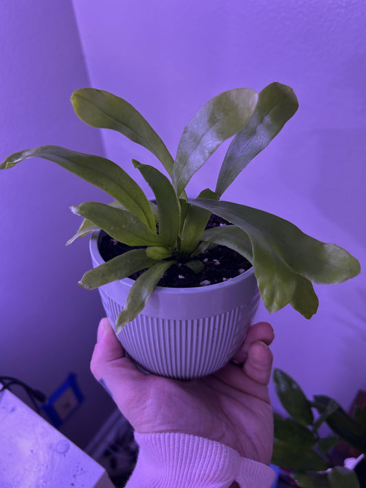Fern, Asplenium, Assorted - View 19 from www redcrocus com