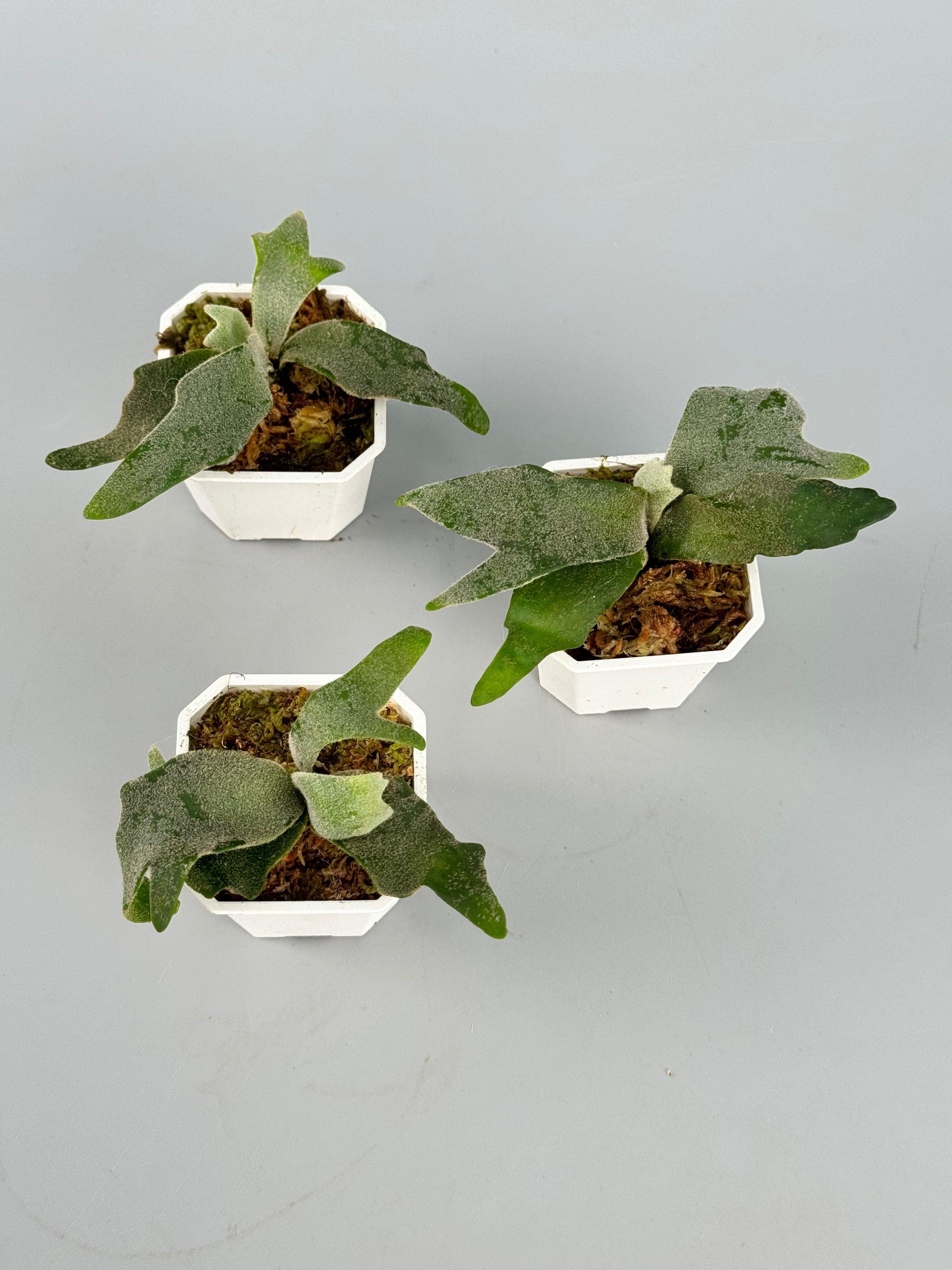 Fern, Platycerium, Assorted - View 21 from www redcrocus com