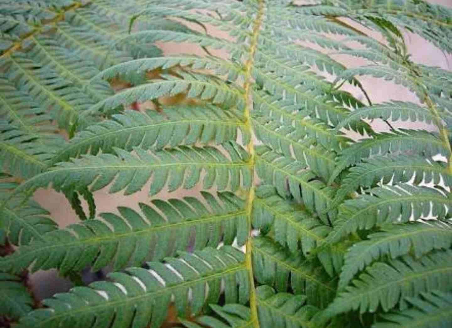 Fern, Cyathea Cooperi - View 13 from www redcrocus com