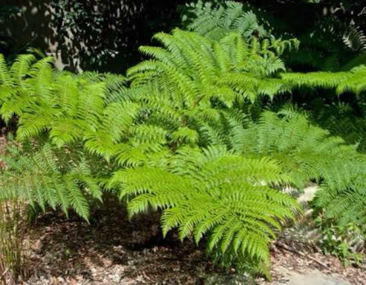 Fern, Cyathea Cooperi - View 14 from www redcrocus com