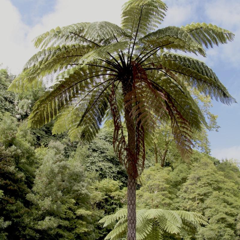 Fern, Cyathea Cooperi - View 17 from www redcrocus com