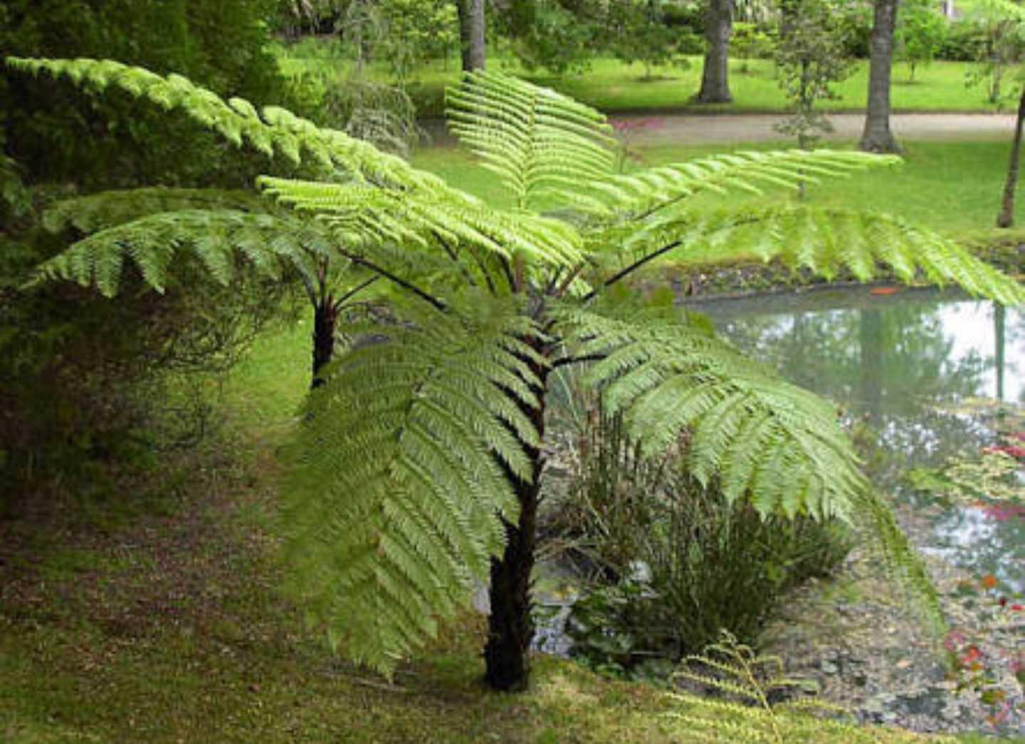 Fern, Cyathea Cooperi - View 2 from www redcrocus com