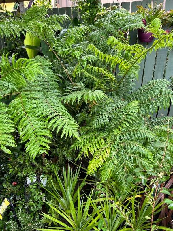 Fern, Cyathea Cooperi - View 6 from www redcrocus com