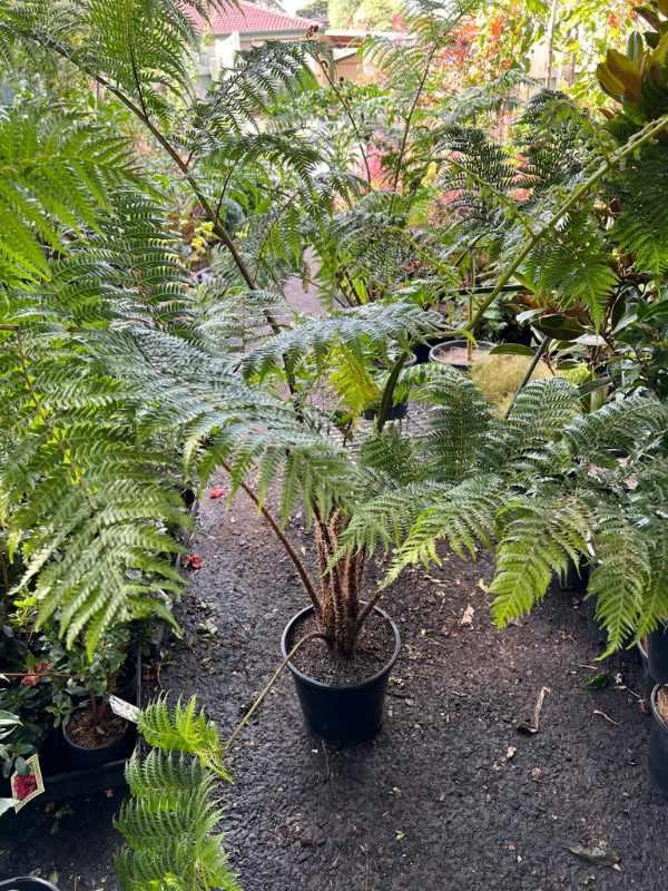 Fern, Cyathea Cooperi - View 7 from www redcrocus com