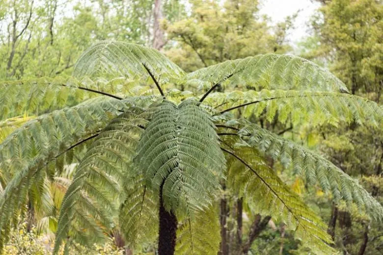 Fern, Cyathea Cooperi - View 8 from www redcrocus com