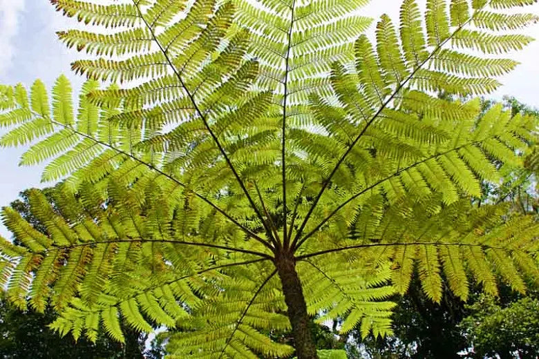 Fern Cyathea Cooperi - View 15 from www redcrocus com