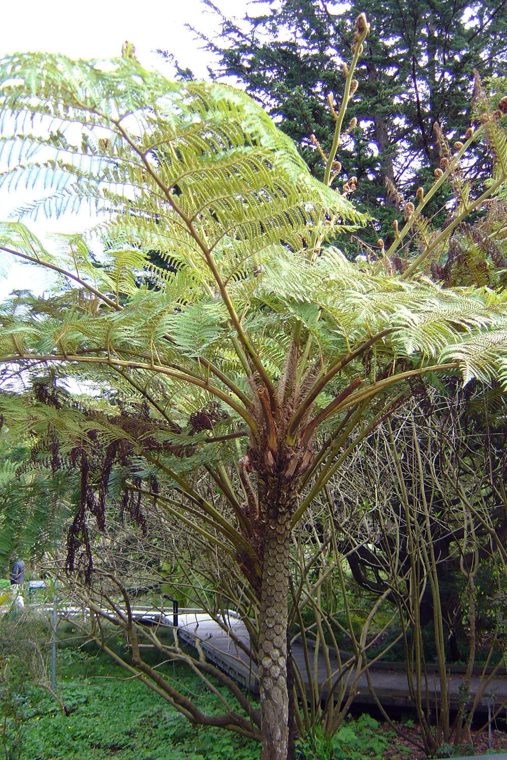 Fern Cyathea Cooperi - View 19 from www redcrocus com