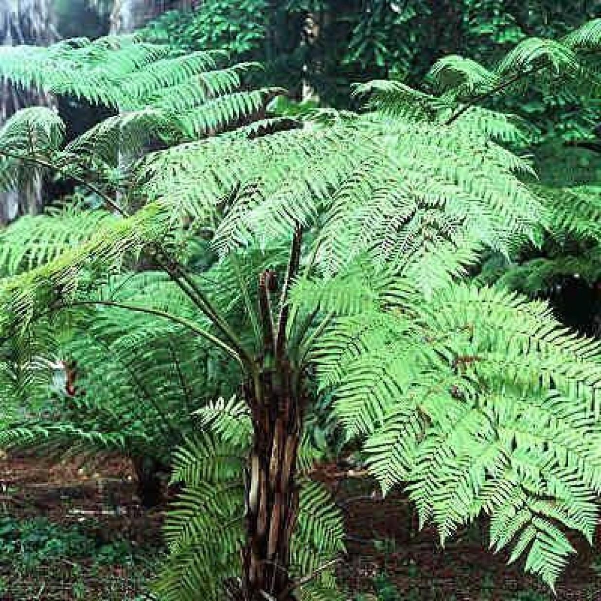 Fern Cyathea Cooperi - View 4 from www redcrocus com