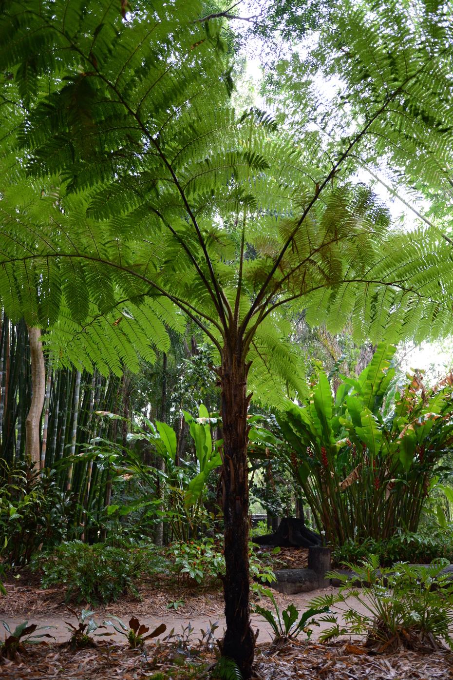 Fern Cyathea Cooperi - View 7 from www redcrocus com
