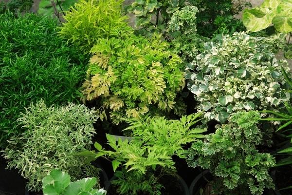 Aralia, Polyscias, Assorted - View 10 from www redcrocus com